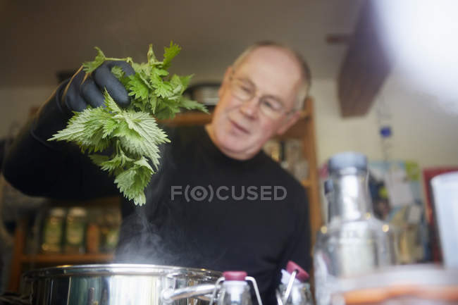 Hombre sosteniendo ortigas frescas forrajeras - foto de stock