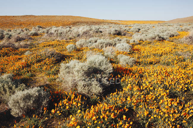 Field of the vivid orange flowers — Stock Photo