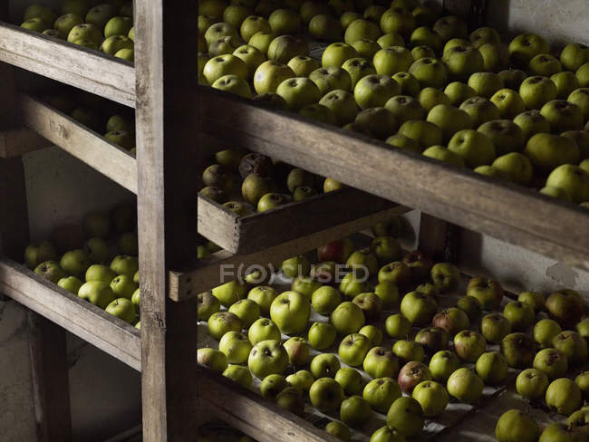 Manzanas verdes dispuestas en filas - foto de stock