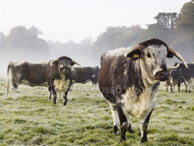 Langhorn-Rinder auf einem Feld — Stockfoto