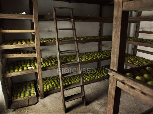 Manzanas verdes dispuestas en filas - foto de stock