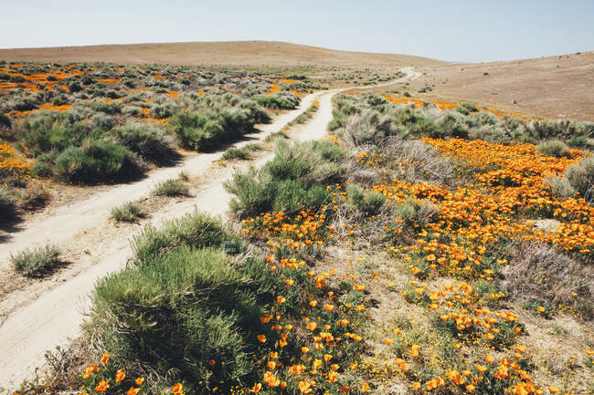 Estrada através do campo com flores de laranja — Fotografia de Stock
