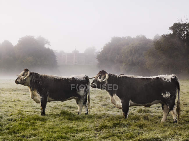 Vacas em um campo em uma manhã nebulosa . — Fotografia de Stock