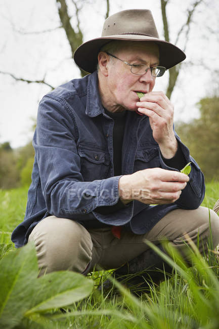 Forager tasting a fresh leaf — Stock Photo
