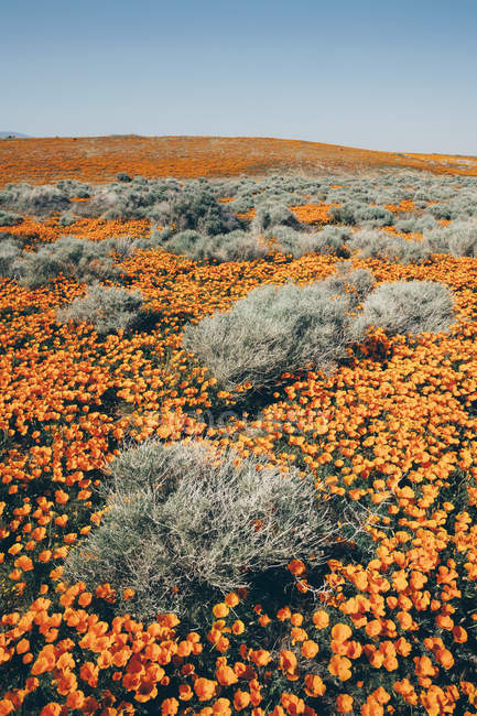 Campo de las vívidas flores naranjas - foto de stock
