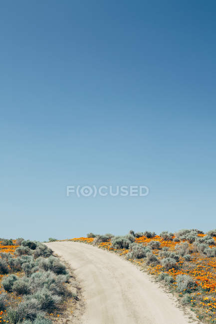 Straße durch Feld mit orangefarbenen Blumen — Stockfoto