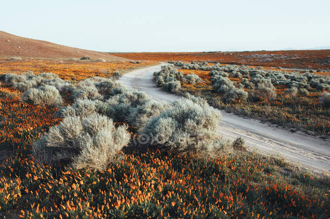 Strada attraverso il campo con fiori d'arancio — Foto stock