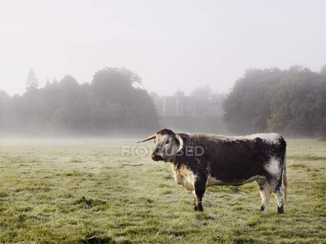 Mucca in campo in una mattina nebbiosa . — Foto stock
