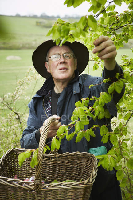Forager with a basket reaching up to pick leaves — Stock Photo