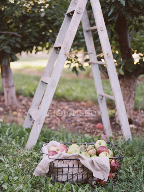 Basket of apples standing by a ladder. — Stock Photo