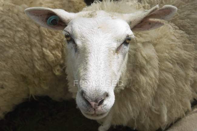 Schafe im Stall auf Bauernhof. — Stockfoto