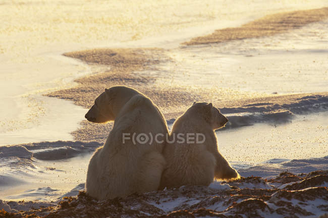 Белые медведи сидят бок о бок — стоковое фото