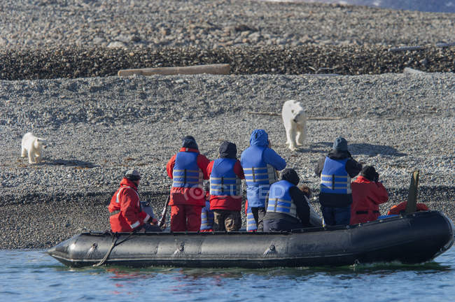 Ours polaire avec un ourson marchant passagers — Photo de stock