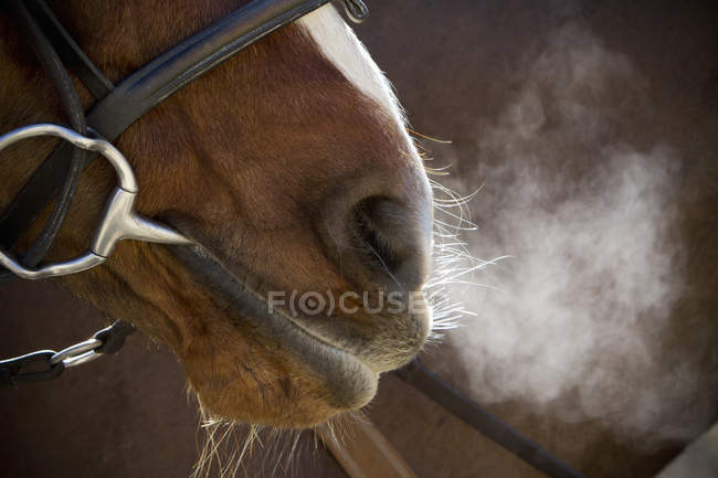 Лошадь с уздечкой и укусом — стоковое фото
