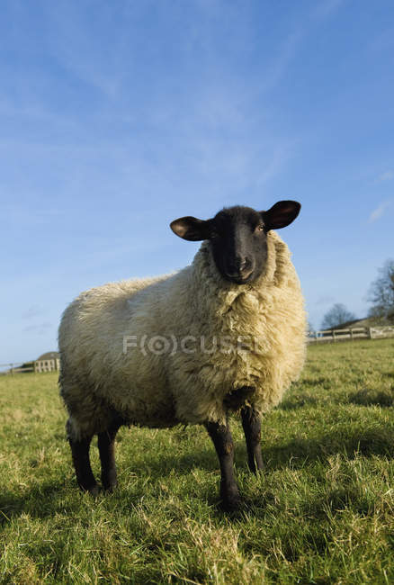 Pecore adulte in un campo . — Foto stock