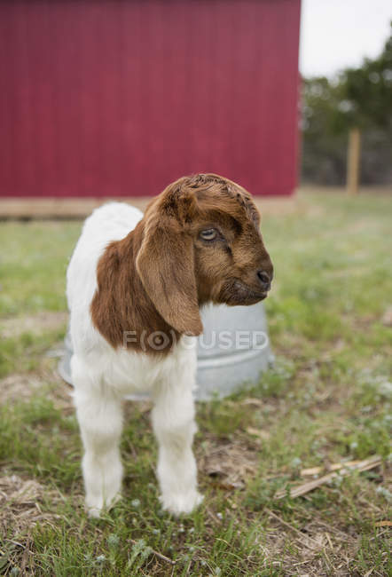 Baby goat outside a barn — Stock Photo