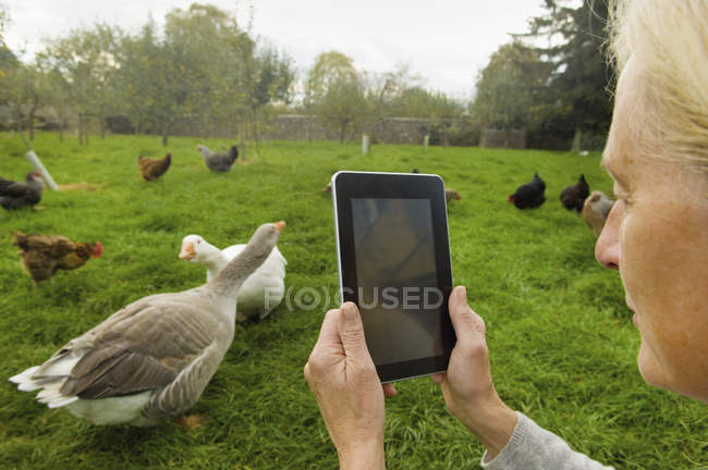 Mujer tomando fotografías de gansos - foto de stock