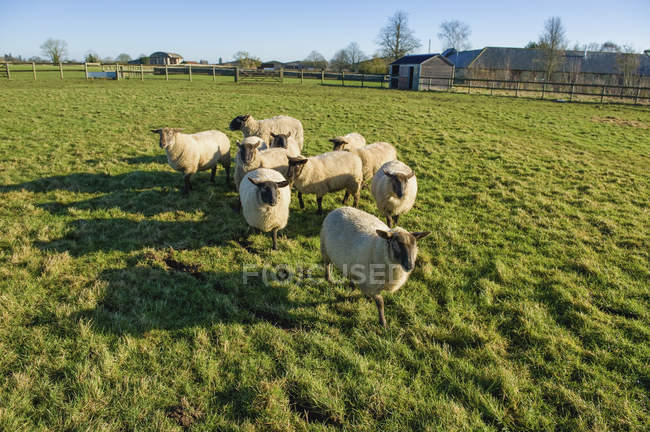 Pequeno rebanho de ovelhas — Fotografia de Stock