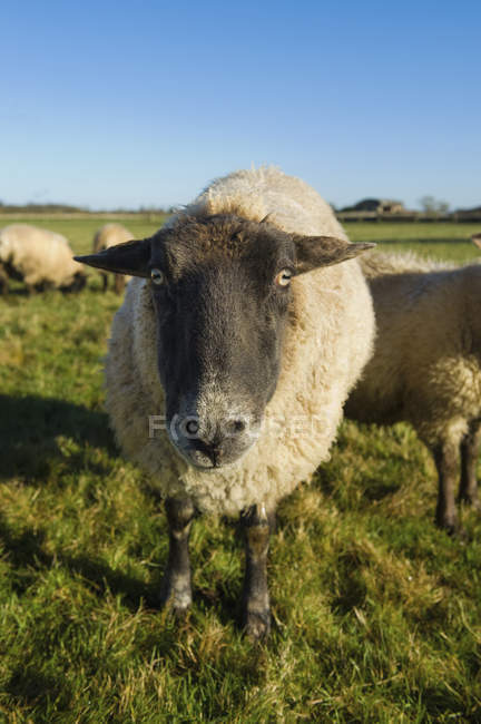 Pequeño rebaño de ovejas - foto de stock