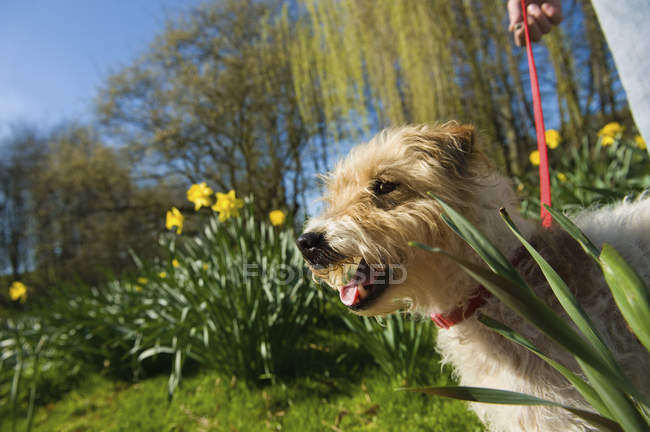 Piccolo cane in un giardino — Foto stock
