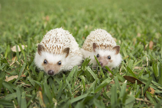 Two hedgehogs on the grass — Stock Photo