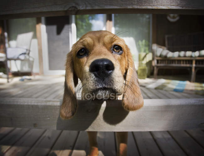 Lindo perro Beagle mirando atentamente a la cámara - foto de stock