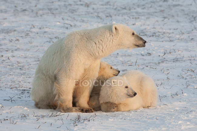 Familia osos polares - foto de stock