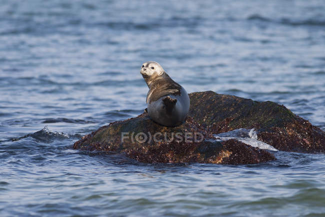 Серый тюлень отдыхает — стоковое фото