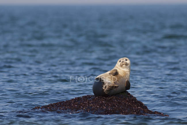 Harbour Seal resting — Stock Photo