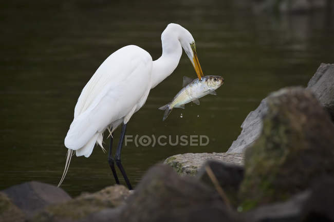 Grande Egret com um peixe — Fotografia de Stock