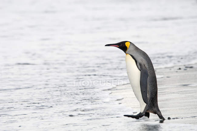 Adulte roi pingouin — Photo de stock