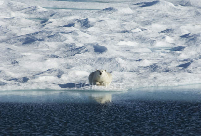 Orso polare sdraiato sul ghiaccio — Foto stock