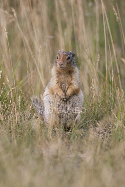 Ground Squirrel in tall grass. — Stock Photo