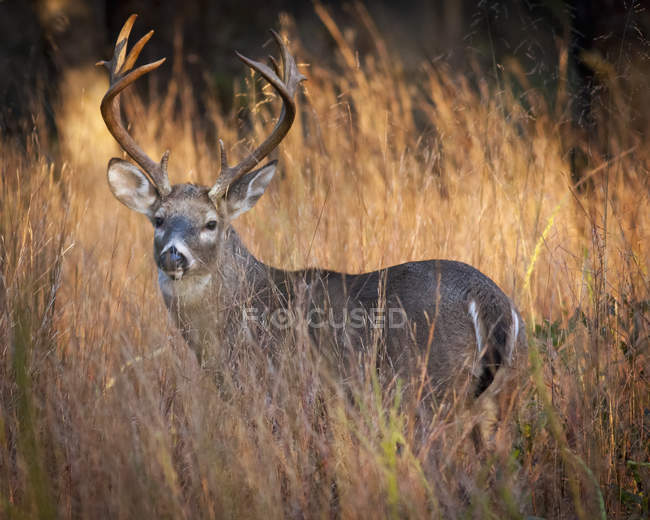 Male deer with antlers — Stock Photo