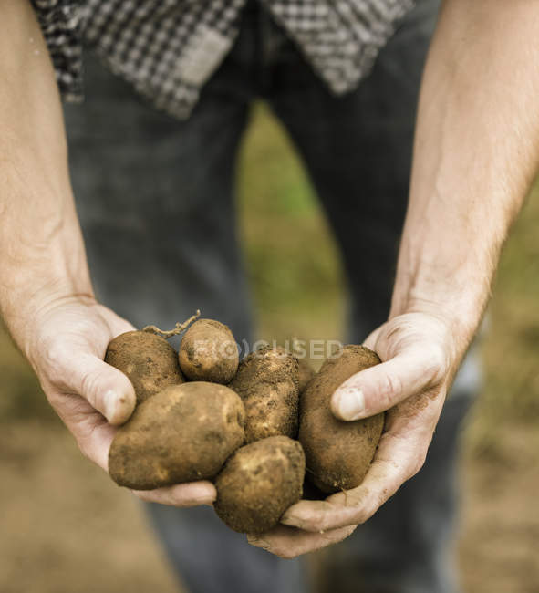 Patatas recién recogidas en las manos - foto de stock