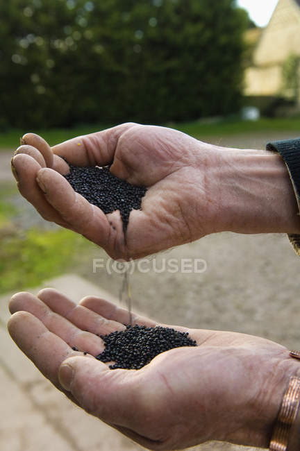 Pouring seeds from one hand into other. — Stock Photo