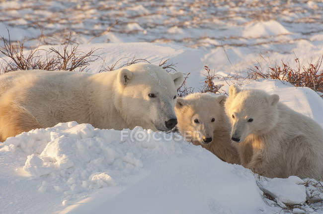 Grupo de ursos polares — Fotografia de Stock