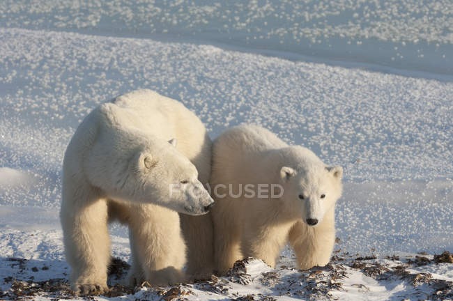 Белые медведи бок о бок — стоковое фото