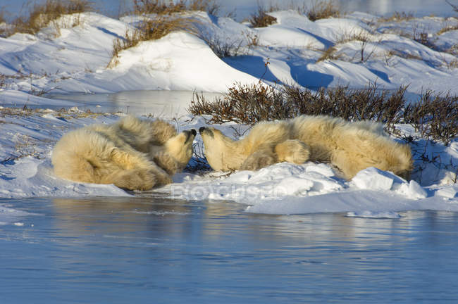 Grupo de osos polares - foto de stock
