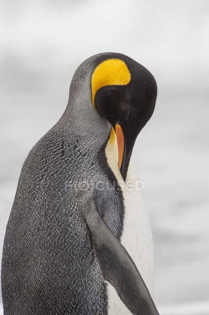 Pingüino rey adulto - foto de stock
