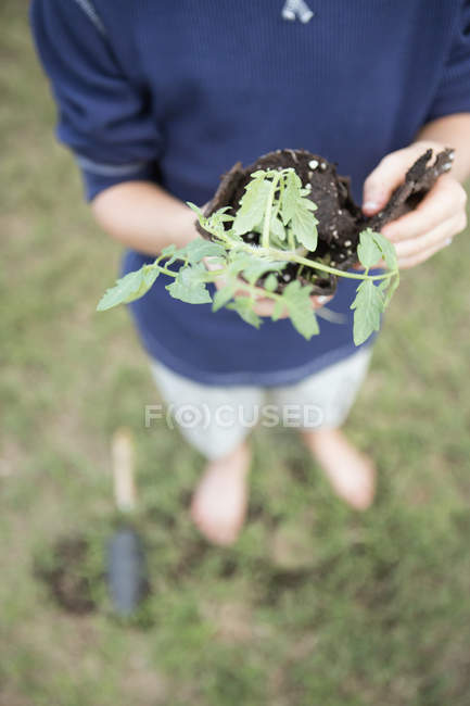 Хлопчик стоїть в саду, тримає рослину — стокове фото