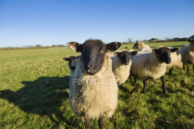 Pequeño rebaño de ovejas - foto de stock