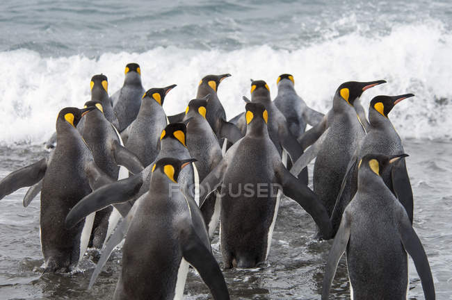 Gruppo di Re Pinguini — Foto stock