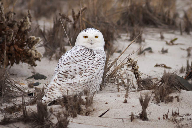 Snowy Owl on a sandy beach. — Stock Photo