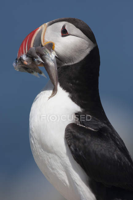 Atlantic Puffin with fish — Stock Photo