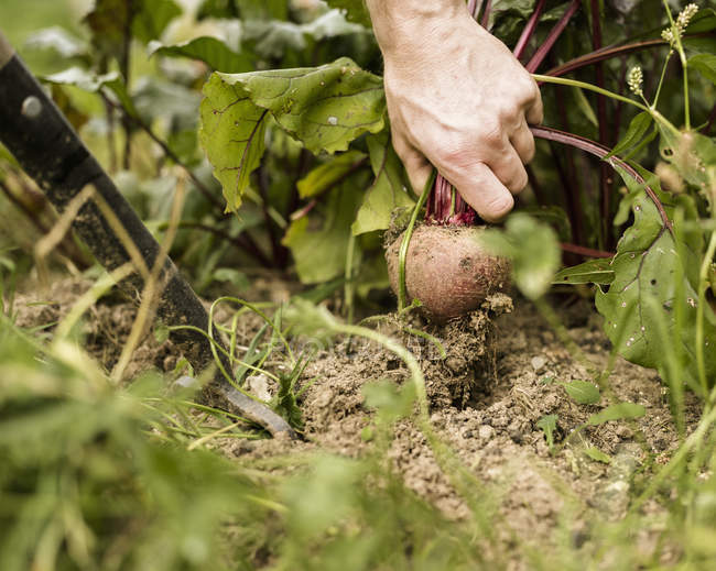 Hand pulling out beetroot plant — Stock Photo