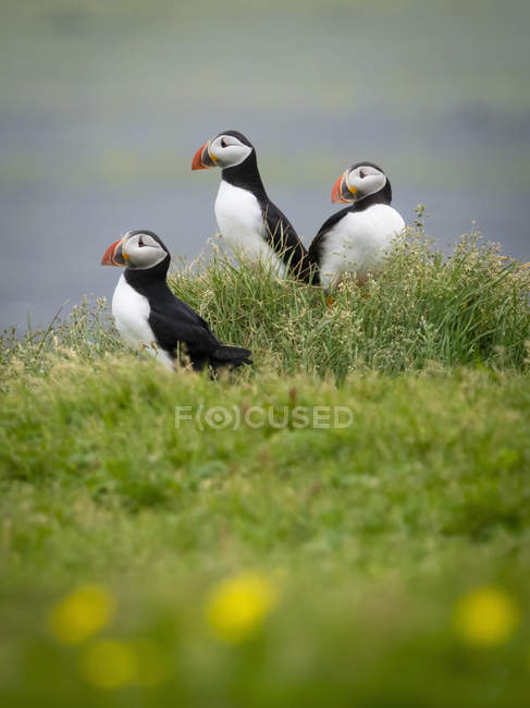 Puffin birds in the grass — Stock Photo