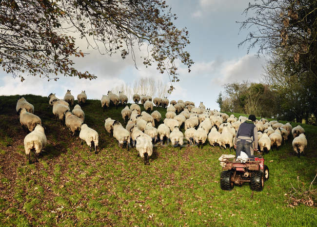Agriculteur conduisant troupeau de moutons — Photo de stock