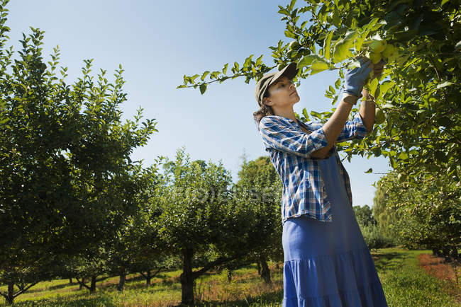 Frau pflückt Äpfel — Stockfoto