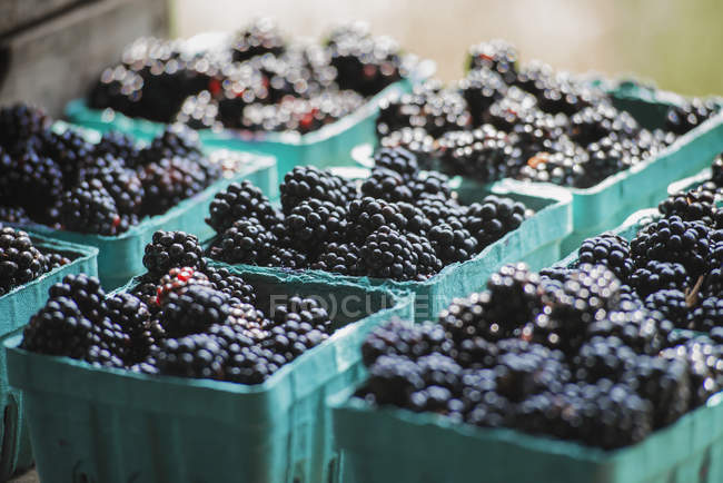Organic blackberries in punnets — Stock Photo